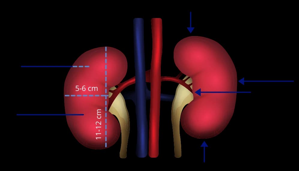 External Anatomy of the Human Kidney — Salem Gopi Hospitals
